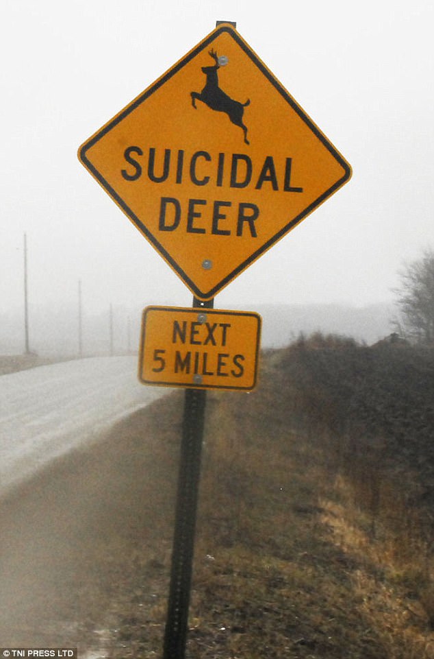 suicidal-deer.jpg